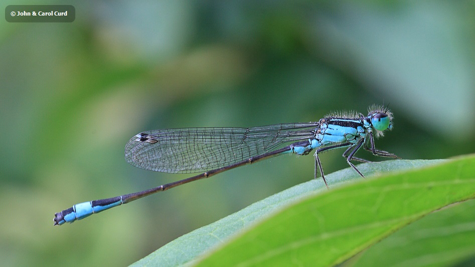 IMG_6880 Ischnura elegans male.JPG